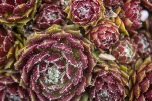 hens & chicks