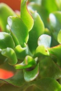 Extreme Close Up - Succulent 