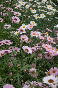 A'field' of daisies.