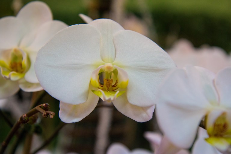 Longfellow's Greenhouse is currently has some of the most beautiful orchids.