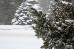 snowy pine