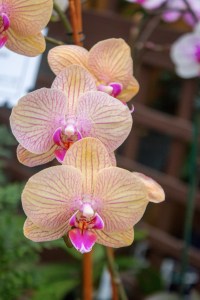 orchids