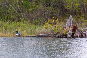 loon nest
