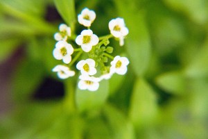 alyssum
