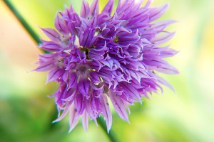 chive