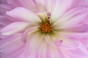 dahlia