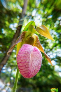 lady slipper