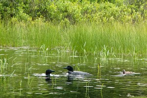 Loon Family