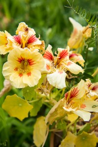 nasturtium