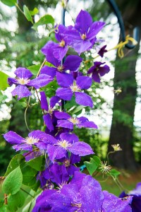 clematis
