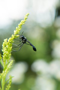 insect